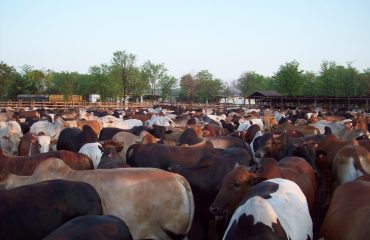 Qurbani Projects-Omeed Global (8)
